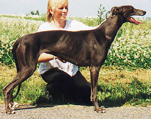 En smuk udstillings greyhound